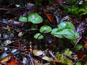 Hygrocybe graminicolor, seen at East Diddleum (RC)