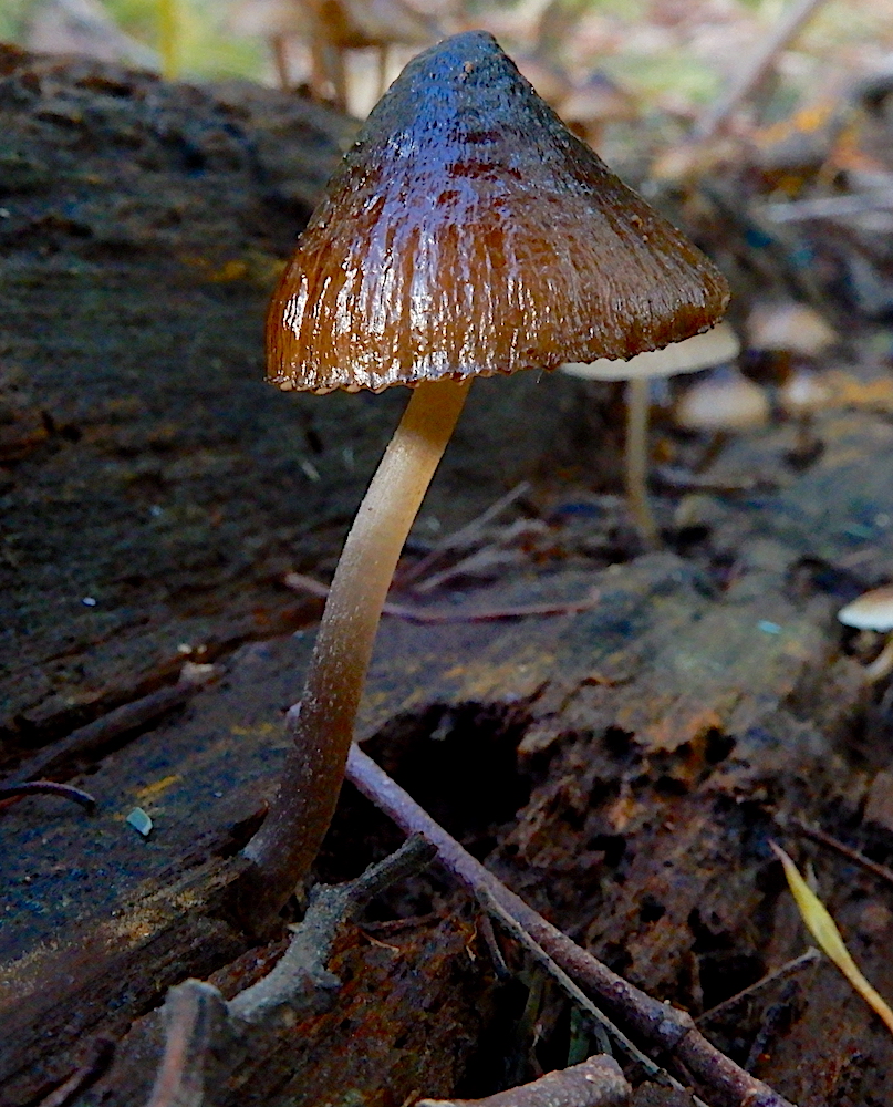 Hygrocybe astatogala? seen at East Diddleum (RC)