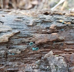 Chlorociboria aeruginascens