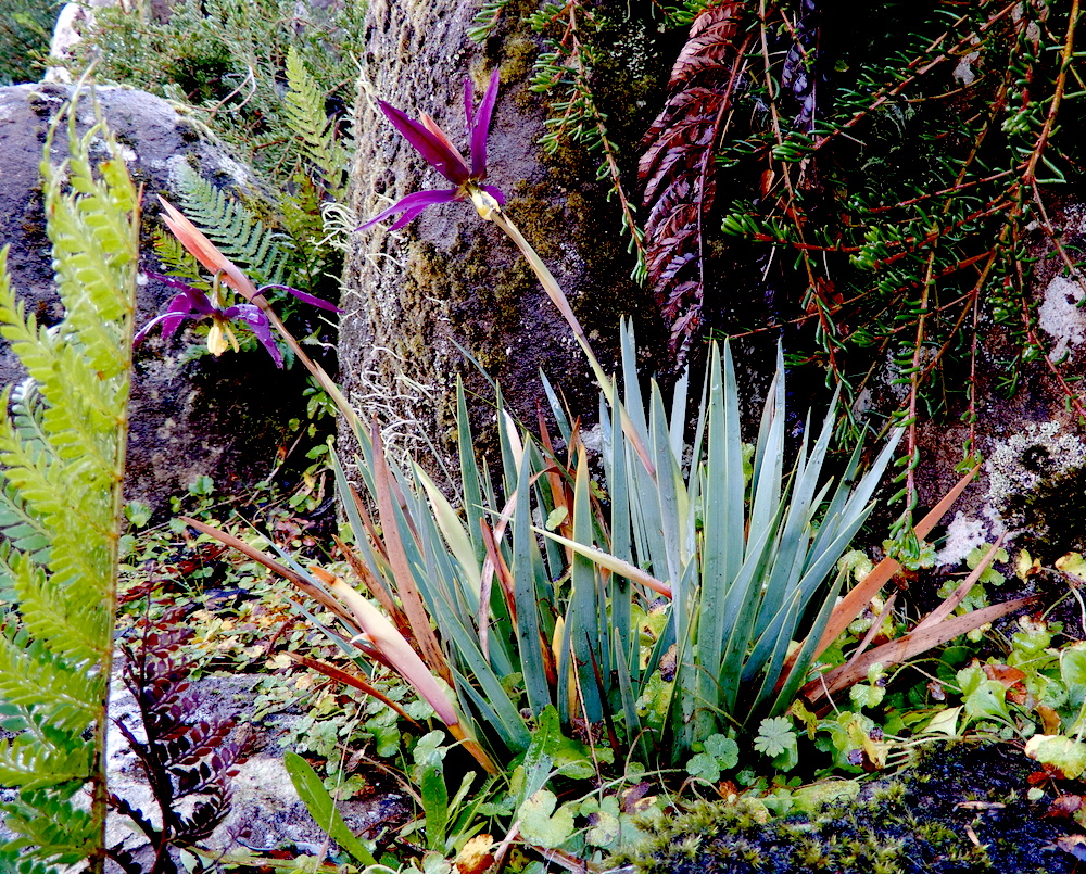 Isophysis tasmanica (Tasmanian purplestar) (RC)