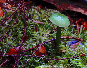 Hygrocybe graminicolor, seen at East Diddleum (RC)