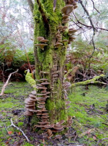 ? seen at East Diddleum (RC)