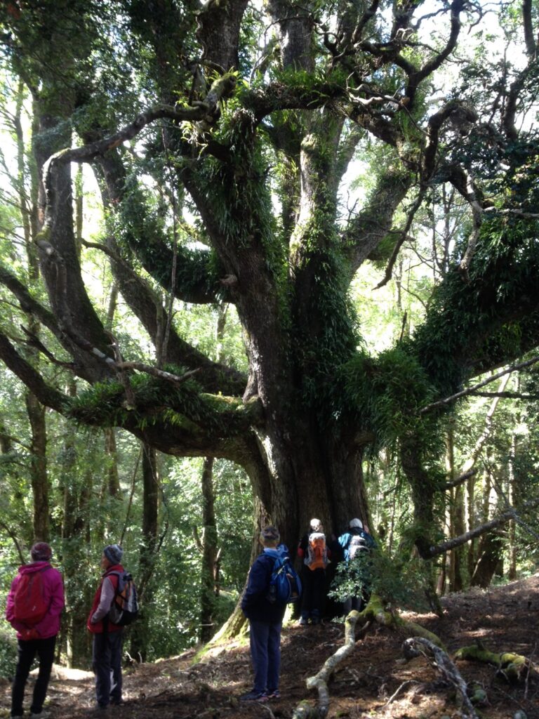 Field nats and Nothofagus cunninghamii (myrtle), Paradise Plains (CB)