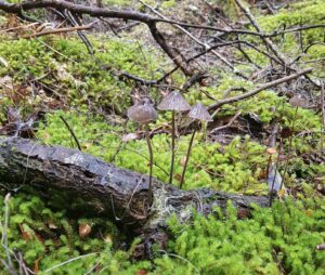 Mycena sp. seen at East Diddleum (PR)
