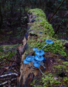 Mycena interrupta, seen at East Diddleum. (RC)