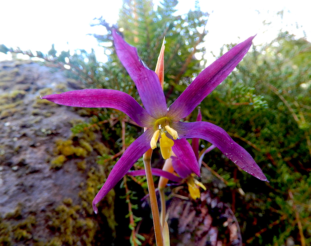 Isophysis tasmanica (Tasmanian purplestar) (RC)