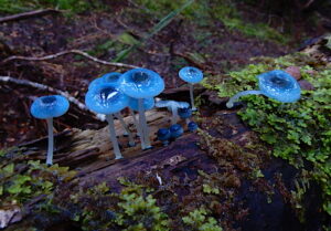 Mycena interrupta, seen at East Diddleum. (RC)