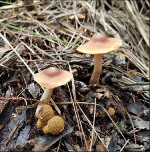 Cortinarius mastoideus (PR)