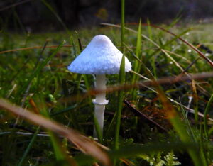 Leucocoprinus "white"? Seen at East Diddleum (RC)