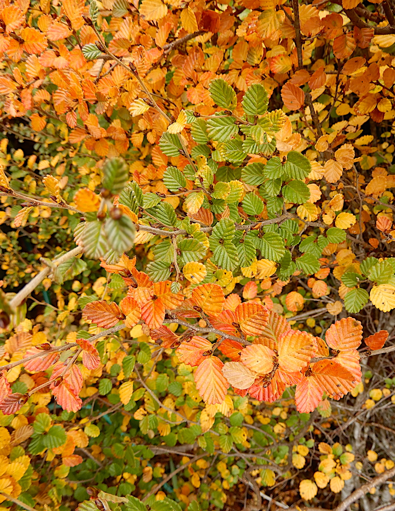 Nothofagus gunnii (deciduous beech) (RC)