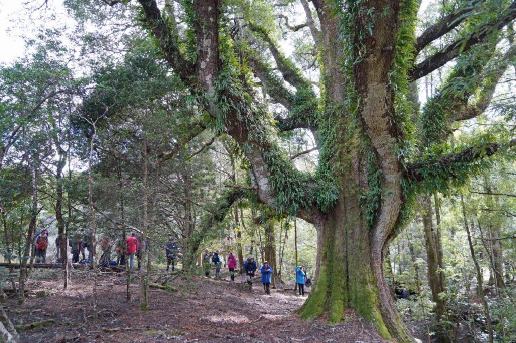Field nats and Nothofagus cunninghamii (myrtle), Paradise Plains (photo by Garry Richardson)
