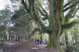 Field nats and Nothofagus cunninghamii (myrtle), Paradise Plains (photo by Garry Richardson)