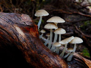 ? seen at East Diddleum (RC)