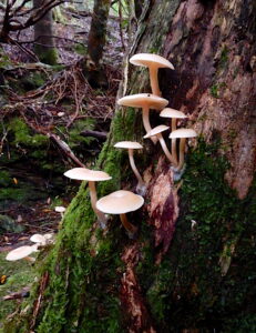 ? seen at East Diddleum (RC)