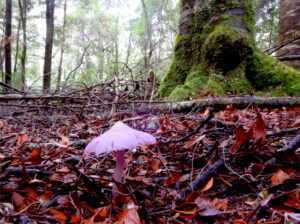 Hygrocybe lewelliniae seen at East Diddleum (RC)