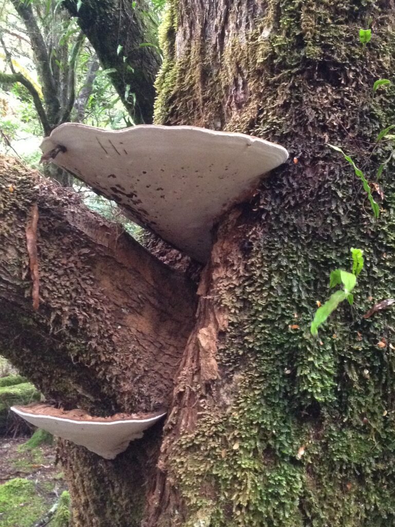 ? seen at East Diddleum (CB)