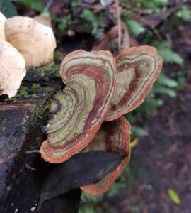 Trametes versicolor Notley Fern Gorge (PR)