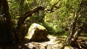 In the Forest, Paradise Plains (LB)