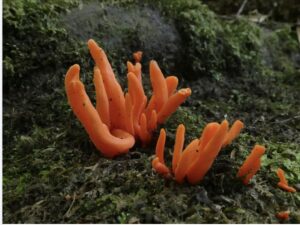 Clavulinopsis sulcata, Notley Fern Gorge (LB)