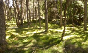 In the Forest, Paradise Plains (LB)