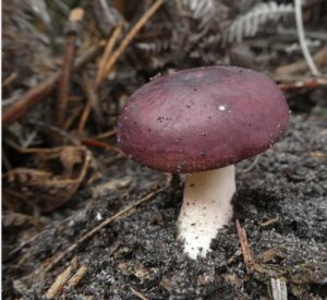 Russula, near Bridport (LB)