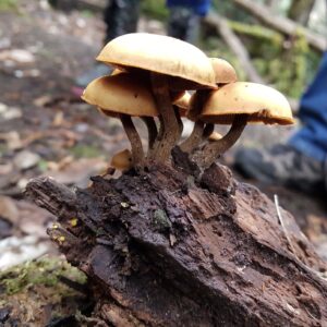 Gymnopilus ferruginosus? Notley Fern Gorge (PR)