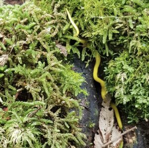 Canary worm (Fletchamia sugdeni)(PR)