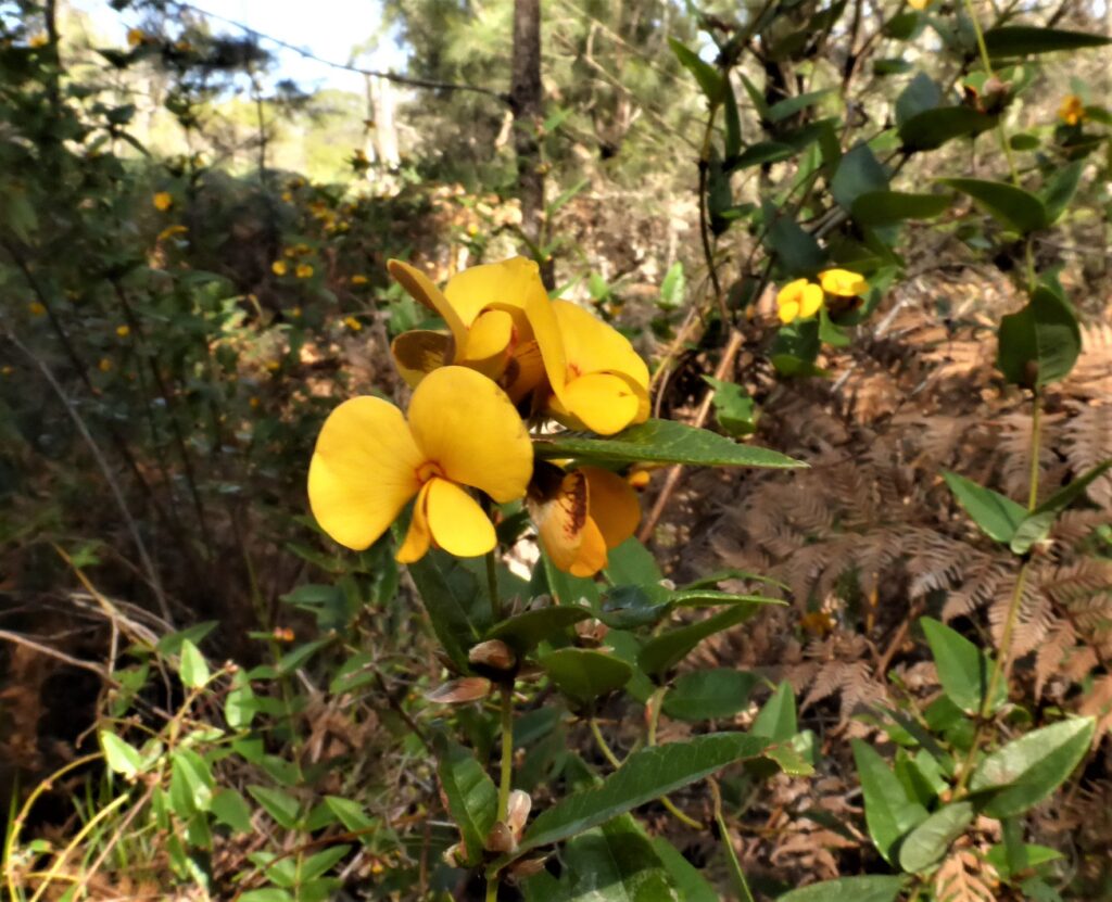Platylobium formosum, Mt Cameron (LB)