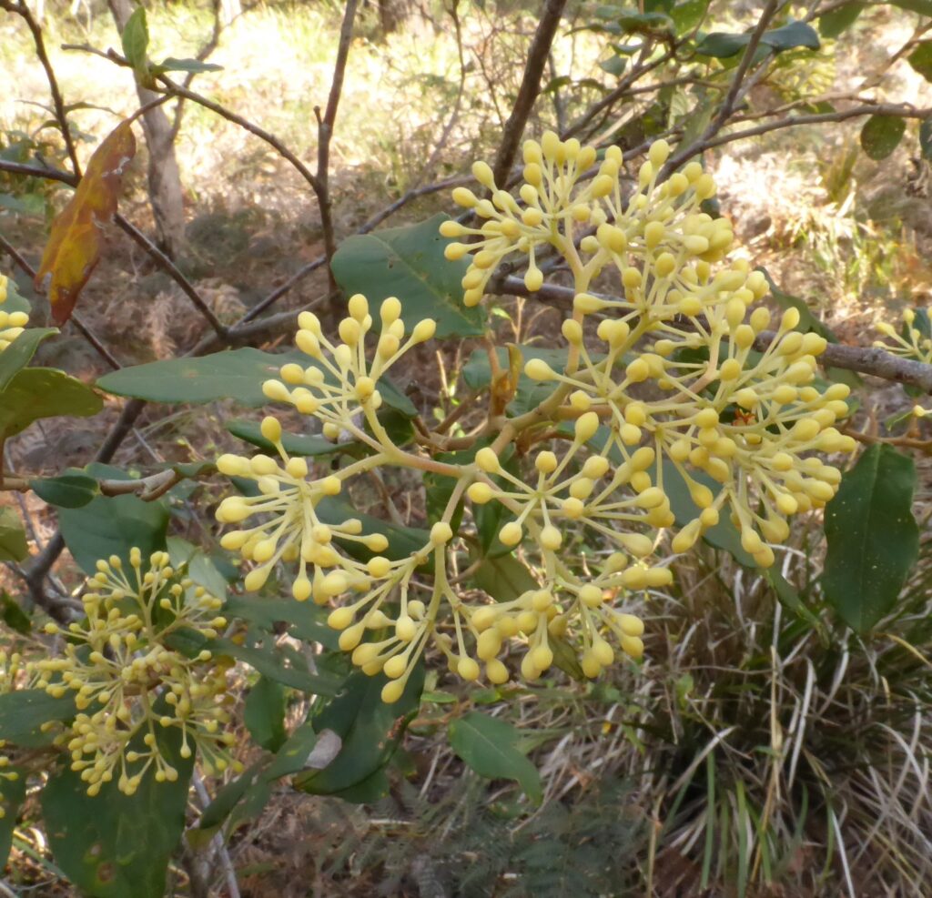 Pomaderris eliptica in bud, Mt Cameron (LB)