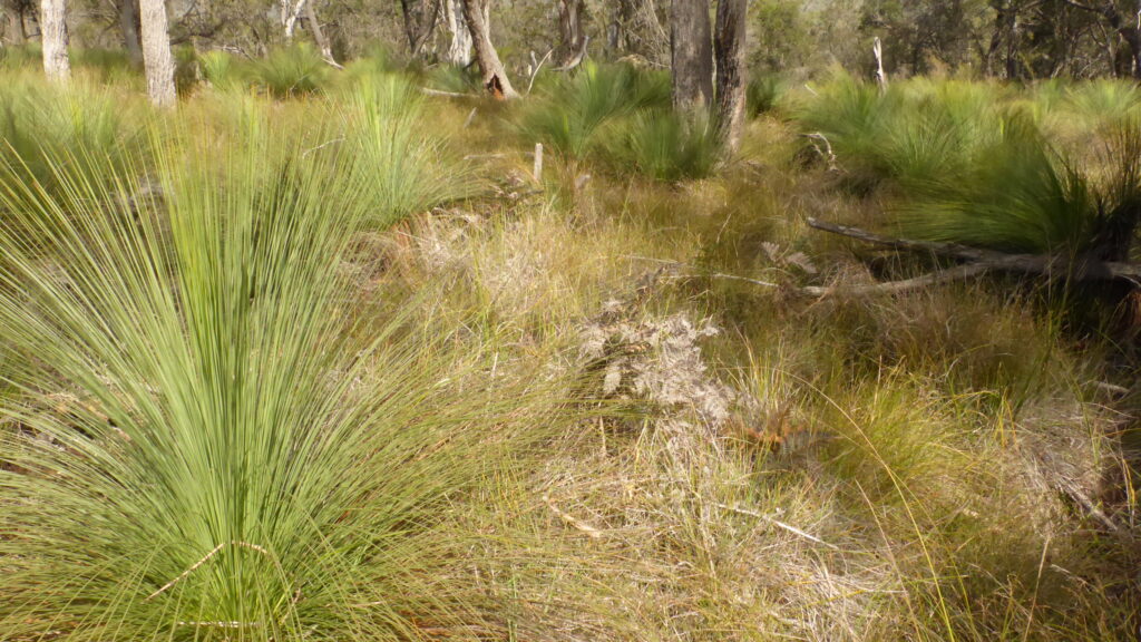 Xanthorrhoea australis, Mount Cameron (LB)
