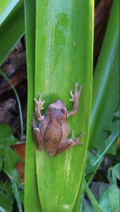 Brown tree frog (litoria ewingii) seen at Winnaleah (LR)