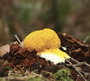 Slime mold