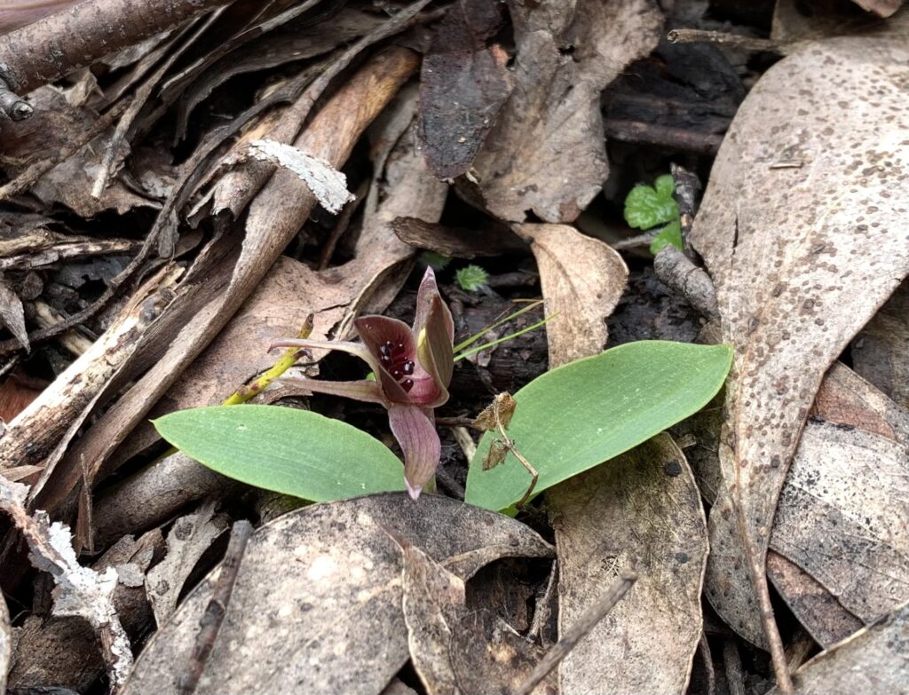 Chiloglottis grammata at Mt Barrow (PR)