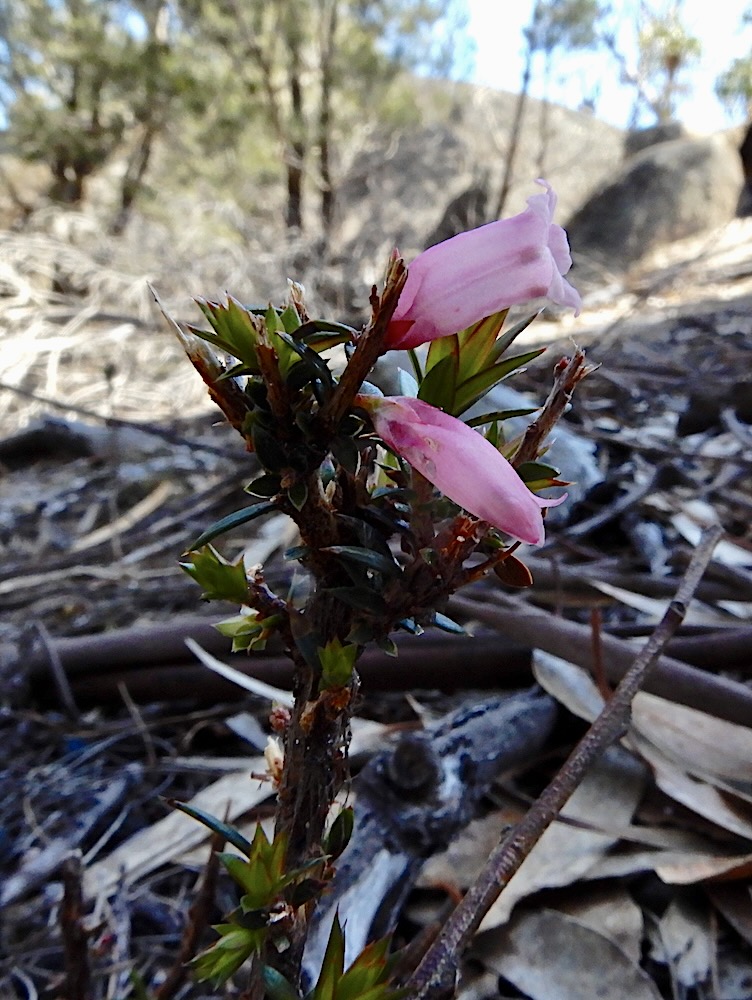 Common heath - Epacris impressa RC)
