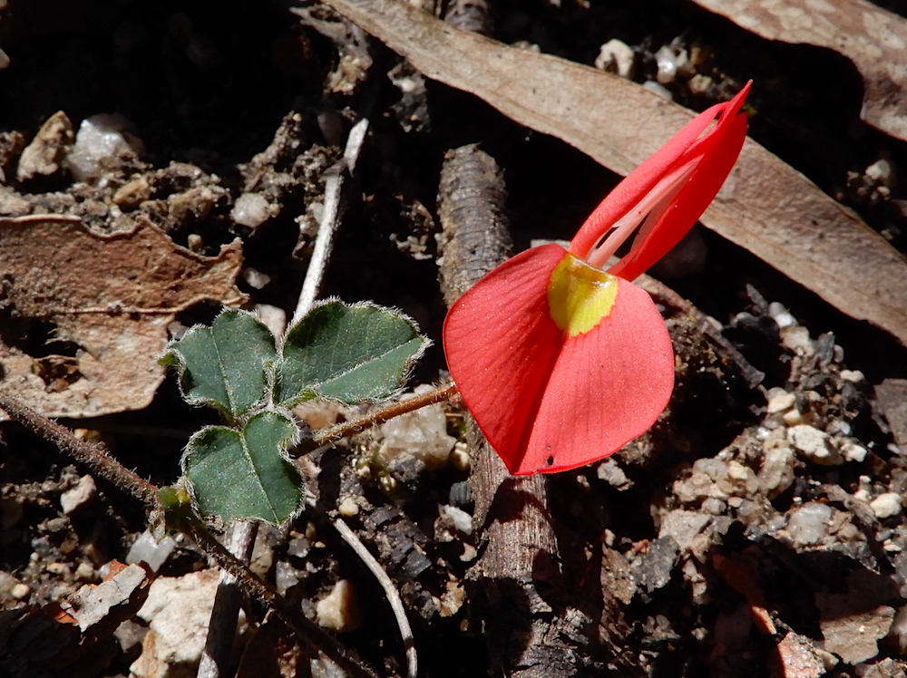 Running Postman - Kennedia prostrata