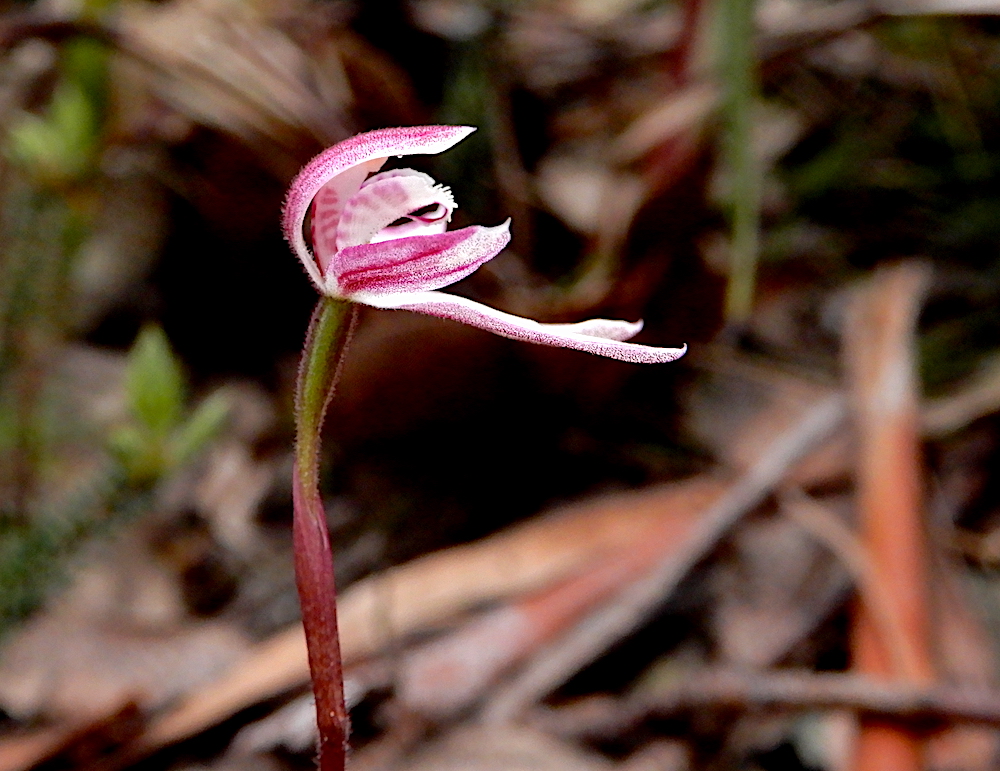 Elegant Caladenia - Caladenia cracens