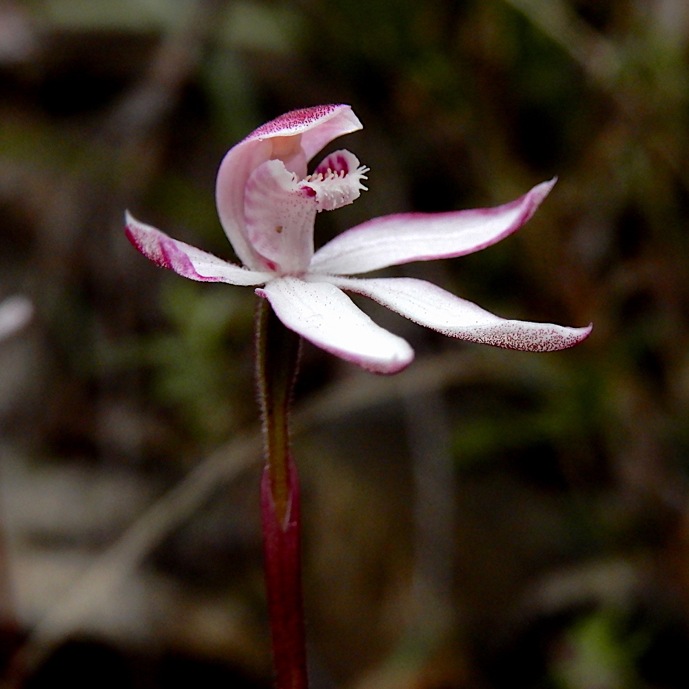 Elegant Caladenia - Caladenia cracens