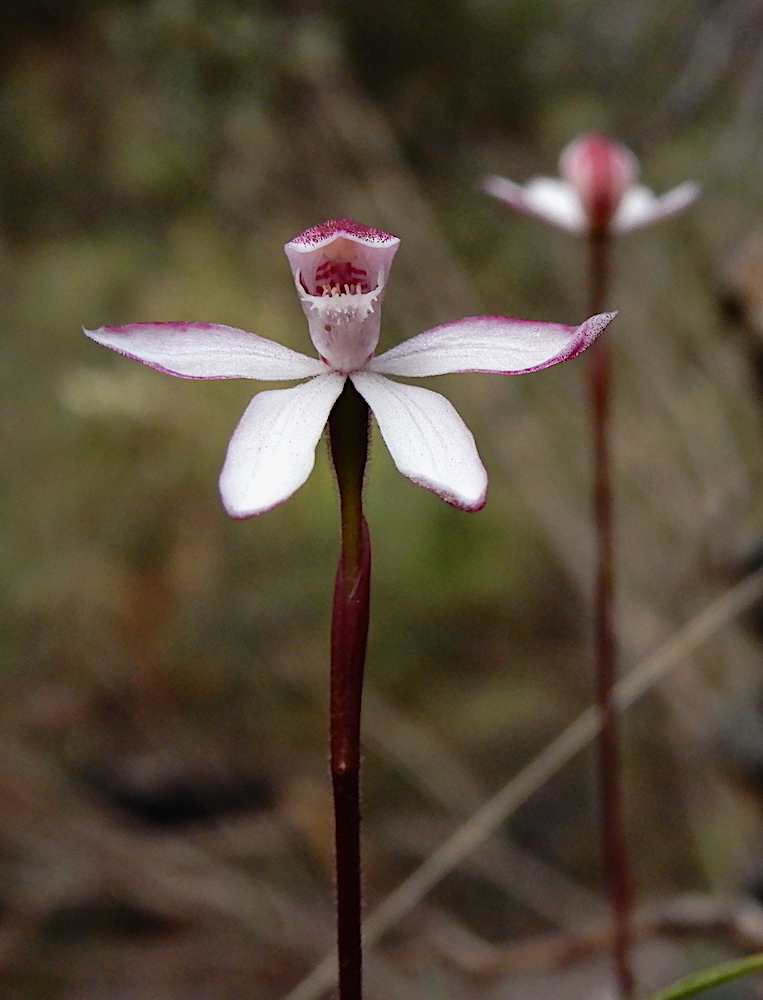 Elegant Caladenia - Caladenia cracens