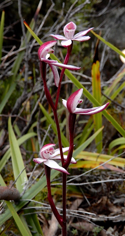Elegant Caladenia - Caladenia cracens