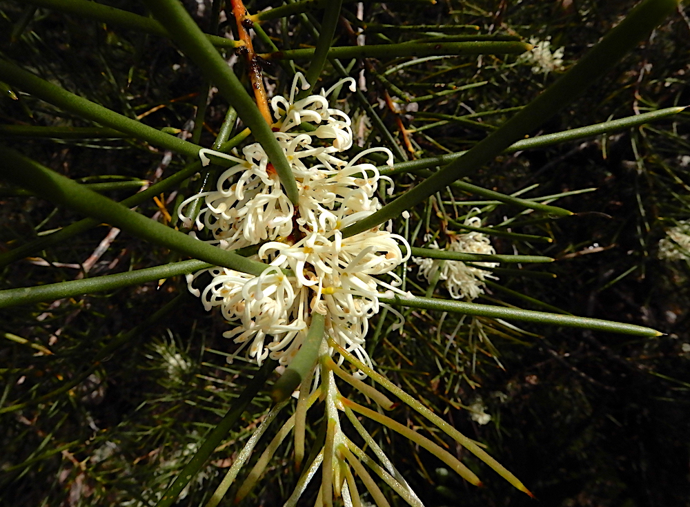 Needle Bush - Hakea lissosperma