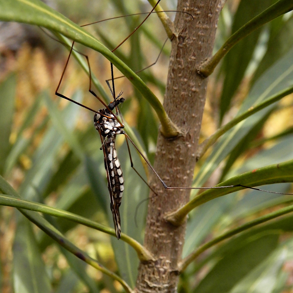 Crane Fly - Ischnotoma eburnea