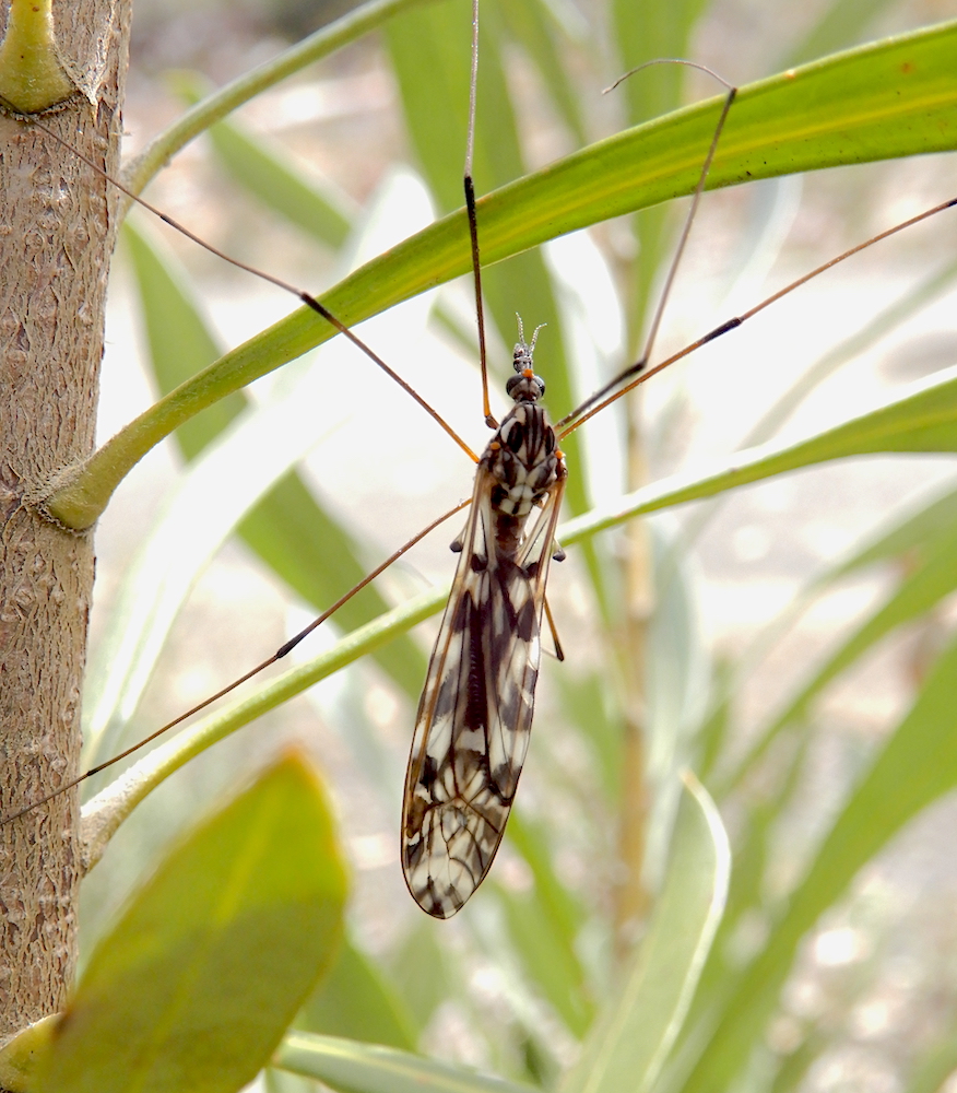 Crane Fly - Ischnotoma eburnea