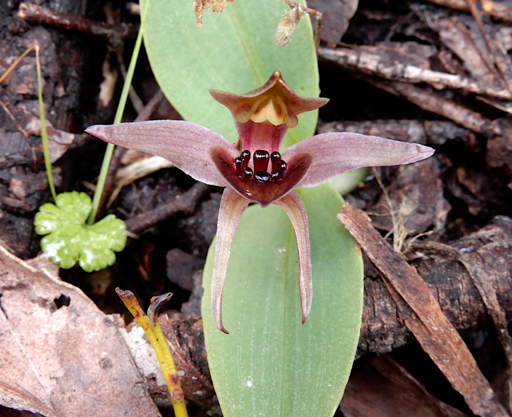 Small Bird Orchid - Chiloglottis grammata