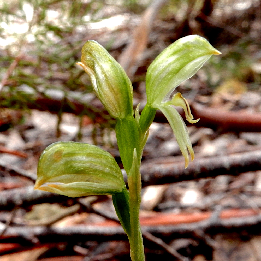 Black-stripe Leafy Greenhood - Pterostylis melagramma