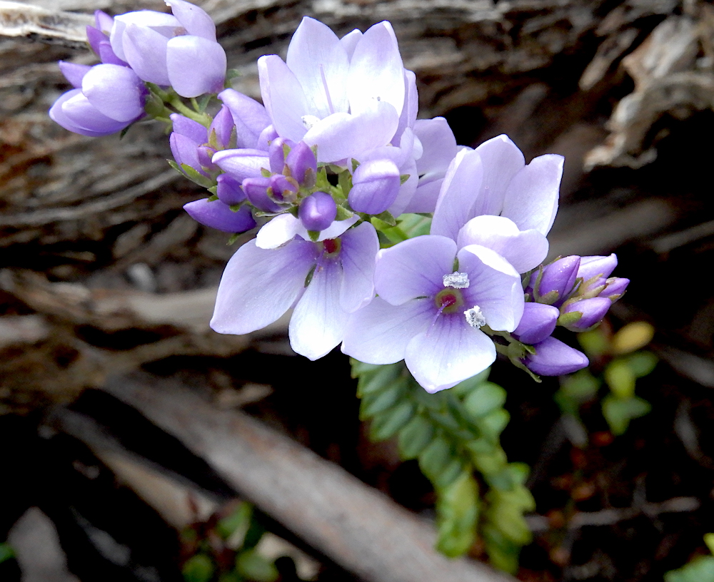 Tasmanian Speedwell - Veronica formosa