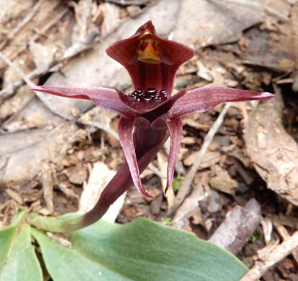 Small Bird Orchid - Chiloglottis grammata
