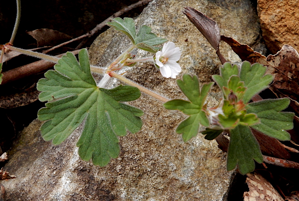 Mountain Cranesbill - Geranium potentilloides