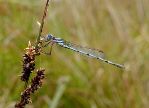 Blue Ringtail Damselfly - Austrolestes annulosus (RC)