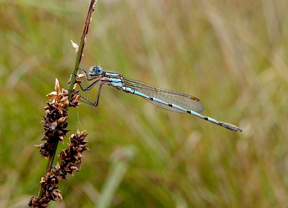 Blue Ringtail Damselfly - Austrolestes annulosus (RC)