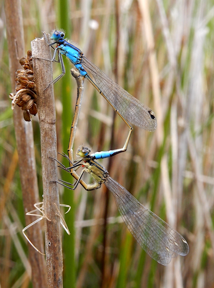 Common Bluetail Damselflies in second stage of the mating process - Ischnura heterosticta (RC)